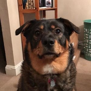 Meet your Posher, Bob